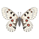 Parnassius apollo butterfly vector